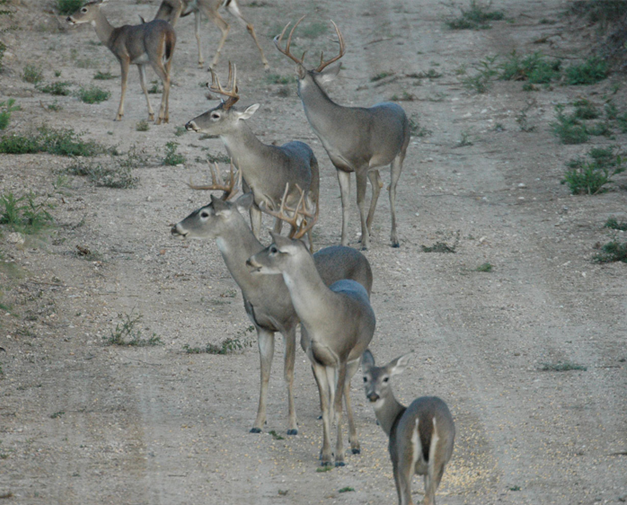 La Mesa Ranch
