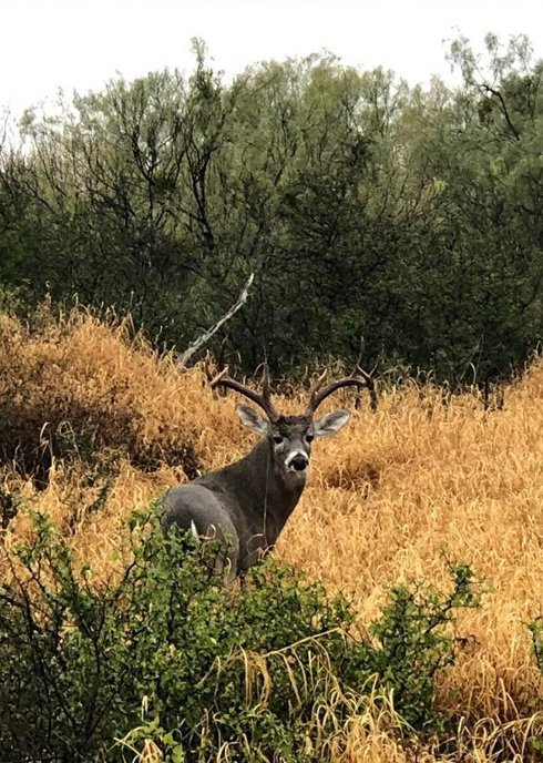 Guided Hunts